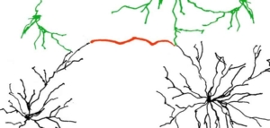 Hilfreiche neuronale Verbindungen